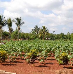 Ein kleine landwirtschaftliche Anbaufläche mit kniehohen Grünpflanzen auf roter Erde, im Hintergrund Palmen