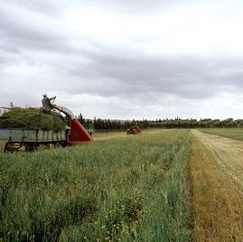 Feld Bewirtschaftung Projekt FAO 