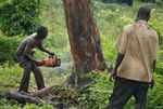 Zwei Waldarbeiter fällen mit einer Kettensäge ohne jegliche Schutzbekleidung einen großen Baum