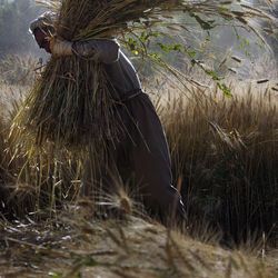 Ein afghanischer Mann steht in einem sonnenbestrahlten Weizenfeld und hat ein Bündel geernteten Weizen auf der Schulter
