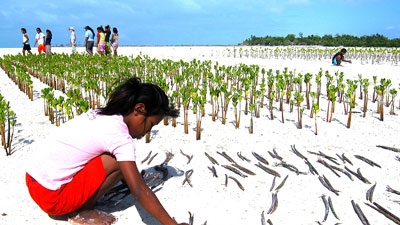 Auf einer großen Fläche am Strand werden in gleichmäßigen Abständen von einer jungen Frau kleine Mangrovenpflanzen in den Sandboden gesteckt
