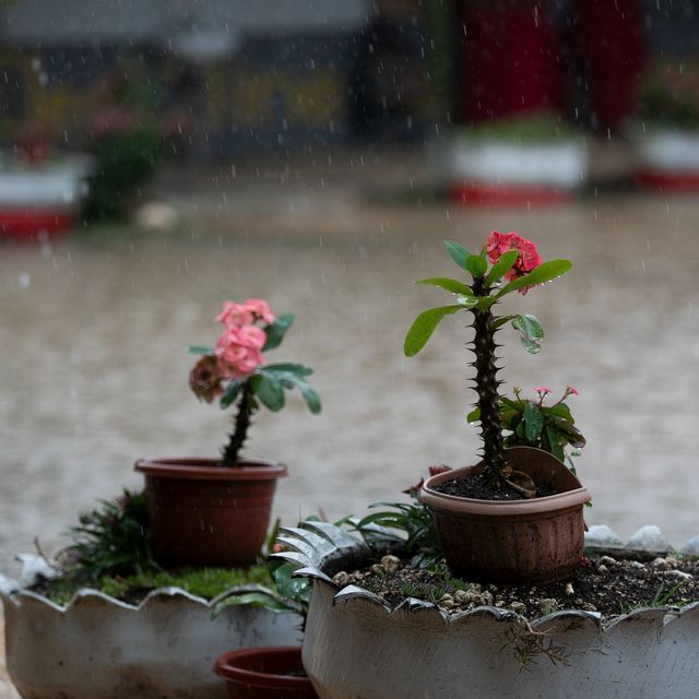 Kakteen im Regen vor der GPS-Fasi-Schule in Nuku'alofa, Tonga. UN Photo: Kiara Worth Mehrere Kakteen und blühende Pflanzen in Töpfen stehen während eines heftigen Regenschauers vor der GPS Fasi School in Nukuʻalofa, Tonga. Regen fällt auf die Pflanzen und den nassen Boden.