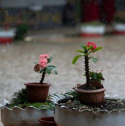 Mehrere Kakteen und blühende Pflanzen in Töpfen stehen während eines heftigen Regenschauers vor der GPS Fasi School in Nukuʻalofa, Tonga. Regen fällt auf die Pflanzen und den nassen Boden.